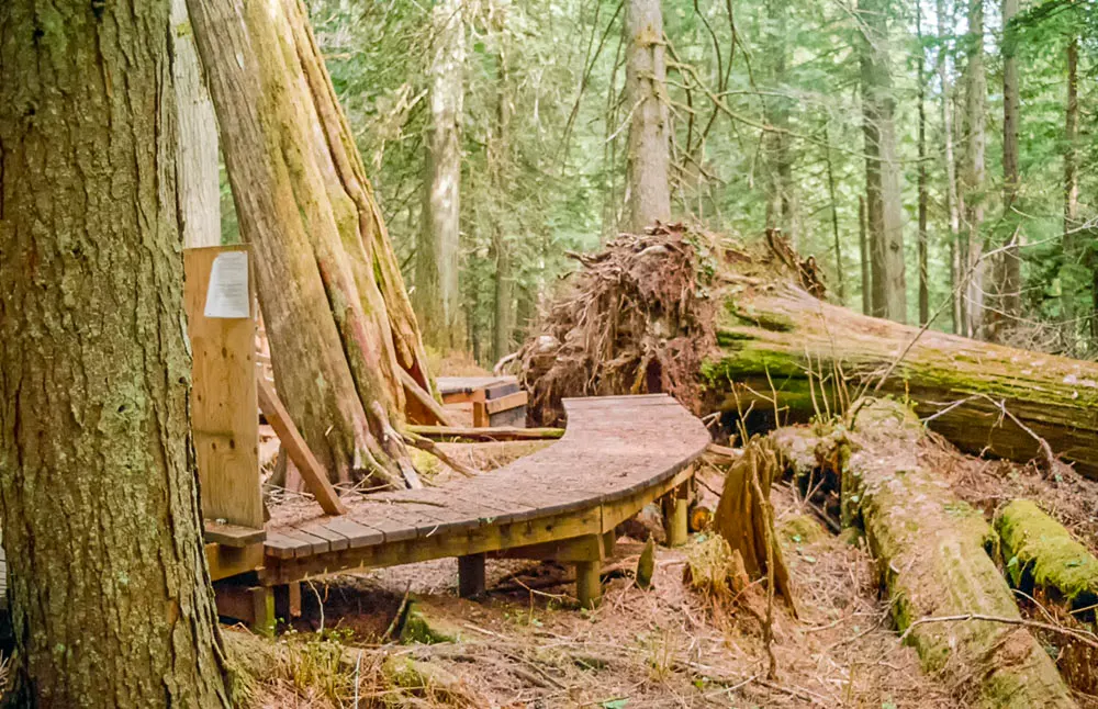 Giant Cedars Boardwalk