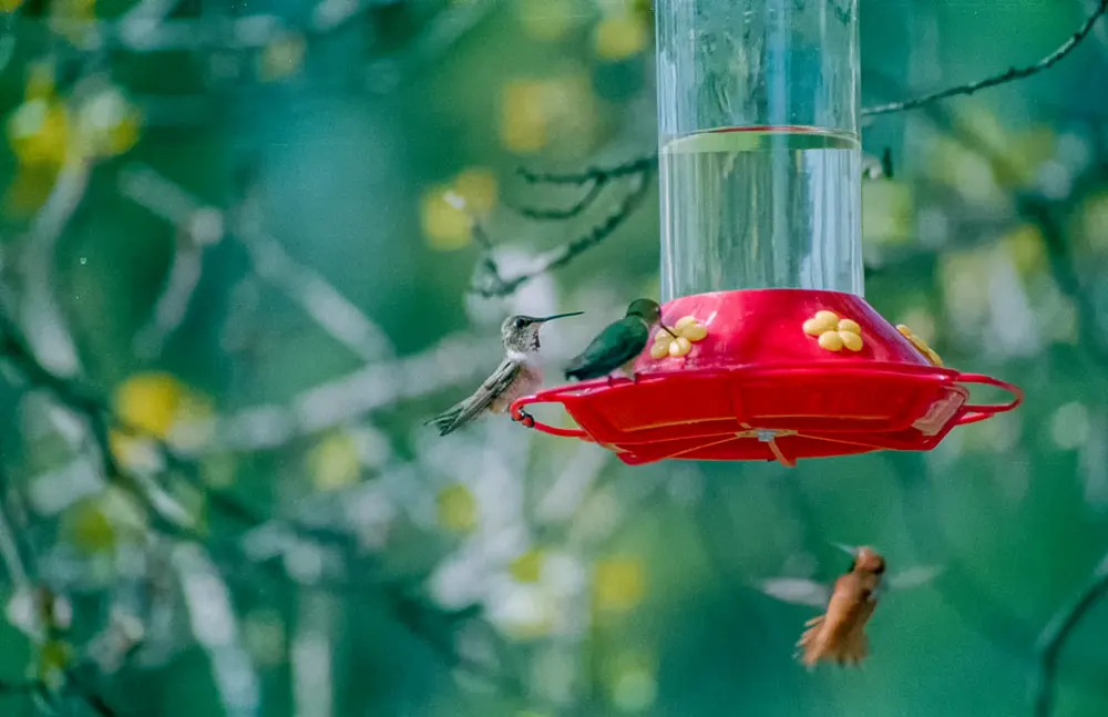 Humming birds aan de voet van Mnt Robson