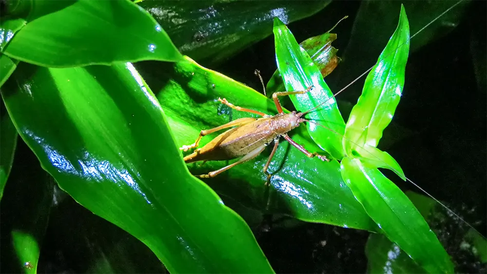Krekels bij avondwandeling