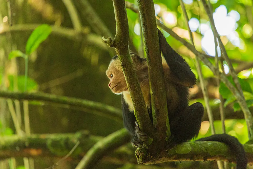 White faced capuchin