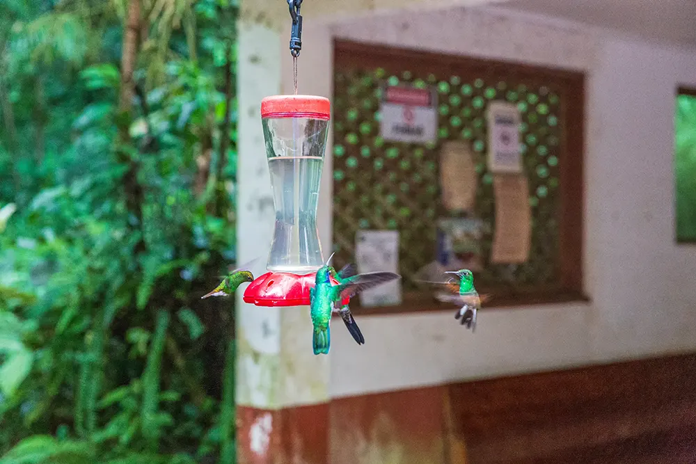 Vlinders in Rana Rio