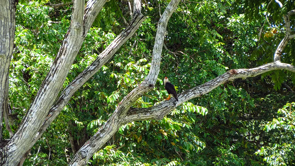 Crested Caracara