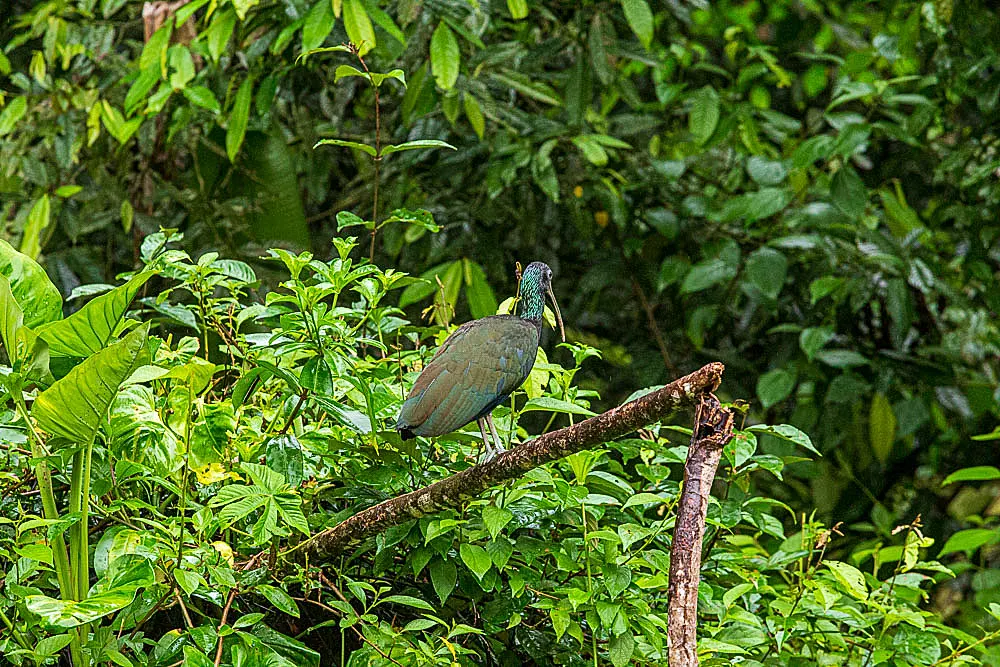 Green Ibis