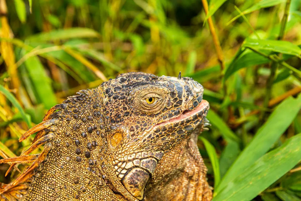 Lguana