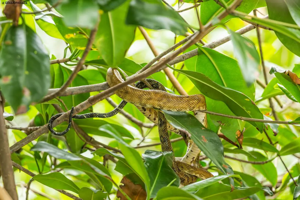Mangrove Python