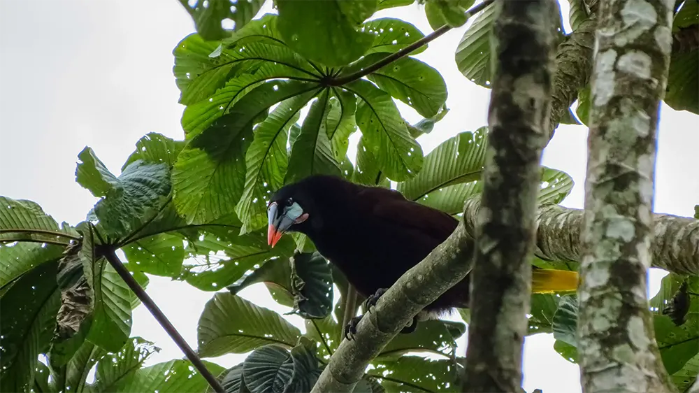 Montezuma Oropendola
