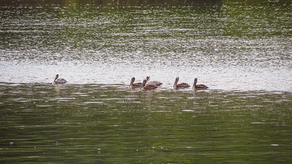 Een groep Pacific Pelicans