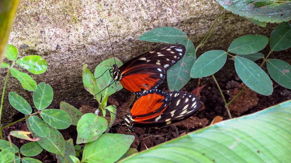 Vlinders in Rana Rio