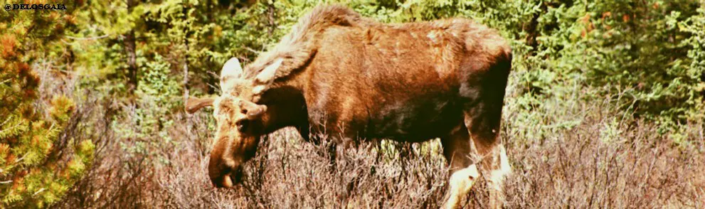 Canada, Icefields Parkway: Moose