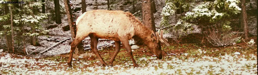 Canada, Bow Valley Parkway: Herten
