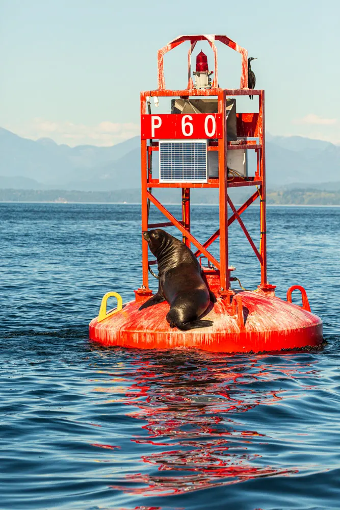 Californische zeeleeuw