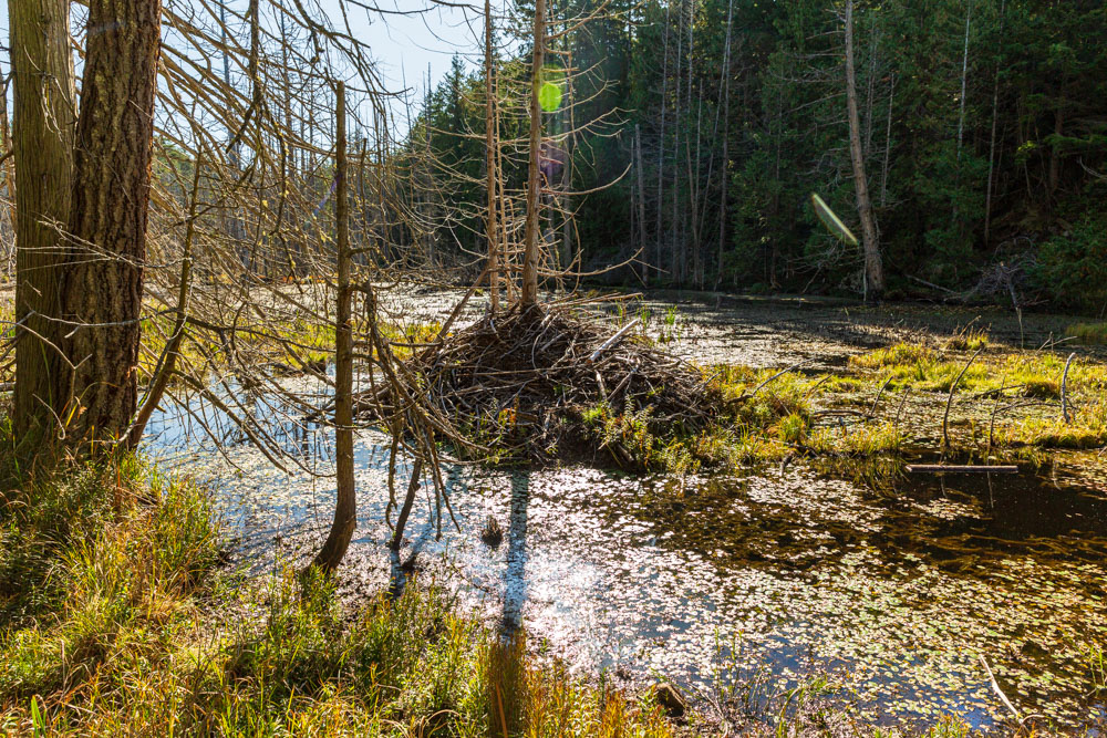 Bevernest en dam bij Smugglers Cove